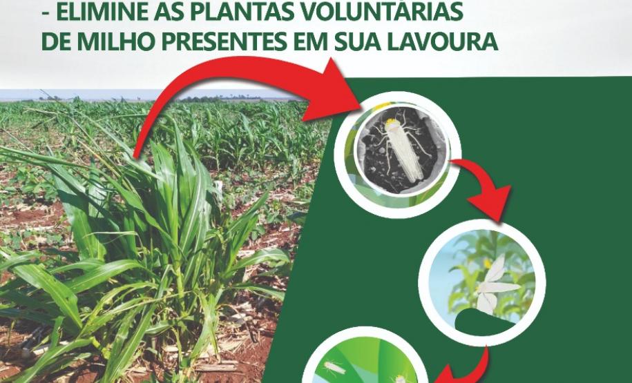 Milho: Cultura do milho x Enfezamento Foto 4 Campanha