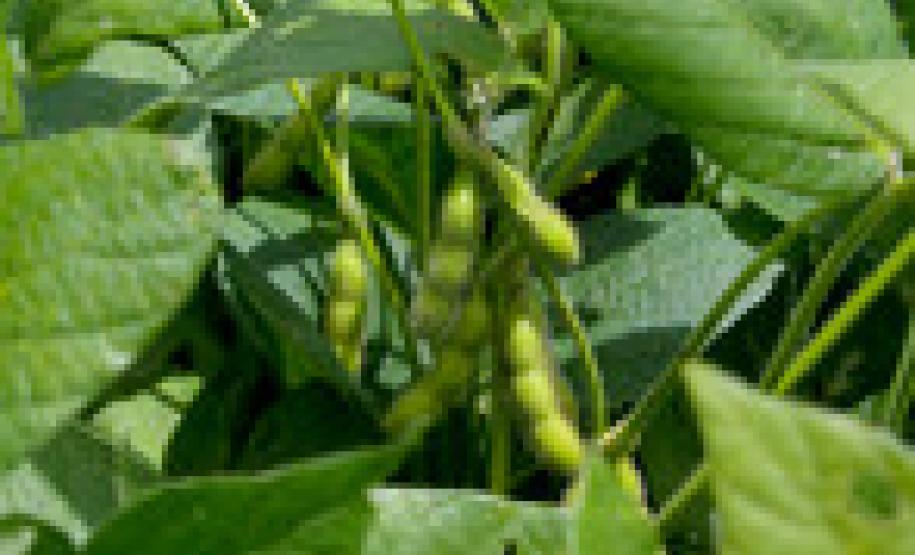 No Paraná, Vazio Sanitário da Soja termina quinta-feira No Paraná, Vazio Sanitário da Soja termina quinta-feira