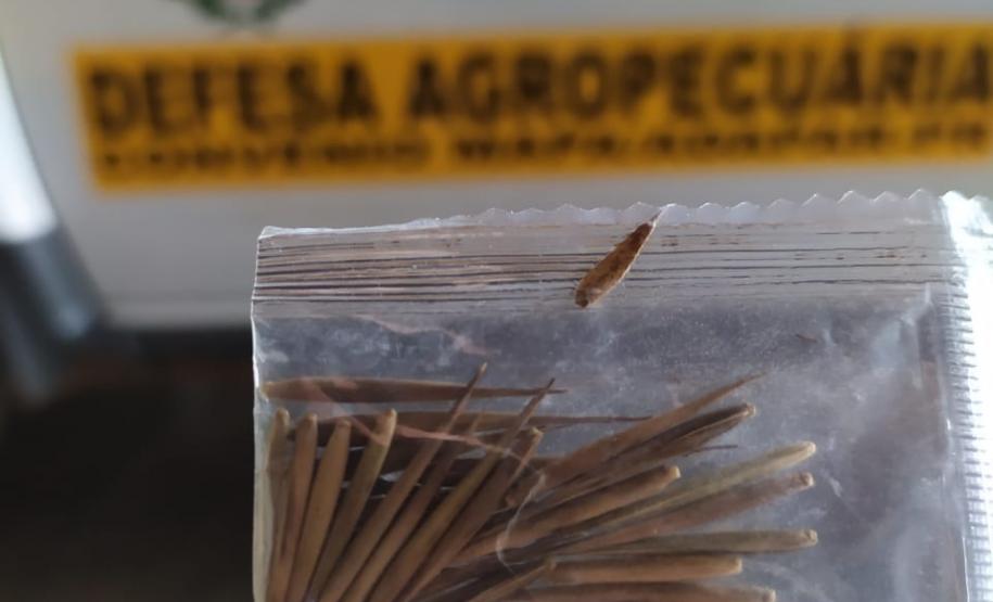 Sementes não solicitadas do exterior Sementes não solicitadas do exterior