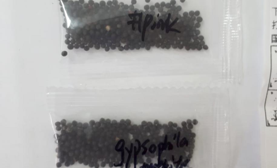 Adapar alerta sobre o recebimento de sementes não encomendadas Adapar alerta sobre o recebimento de sementes não encomendadas