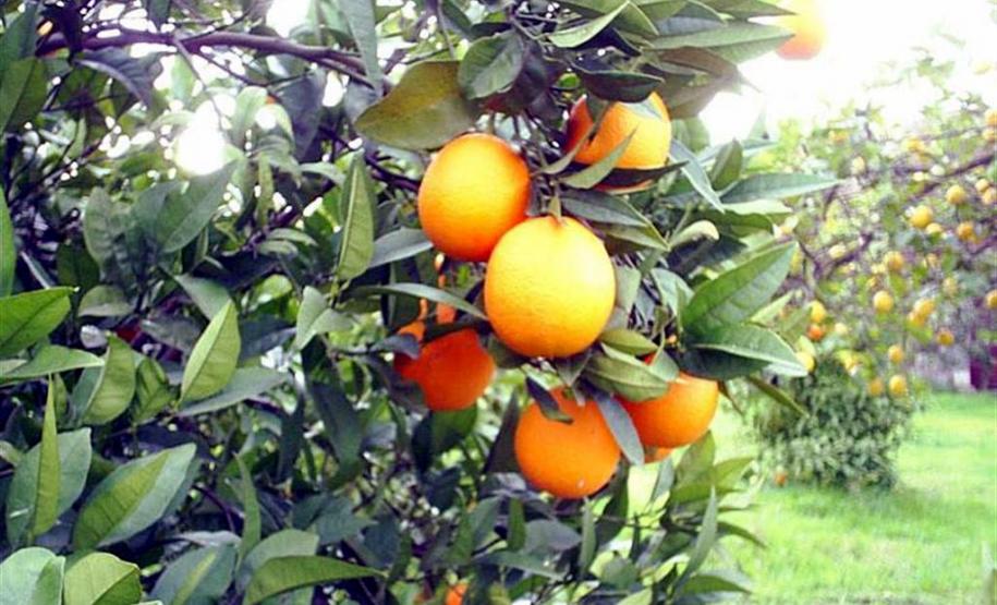 greening manejo psilídeo - greening