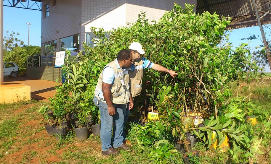 apreensão de mudas1