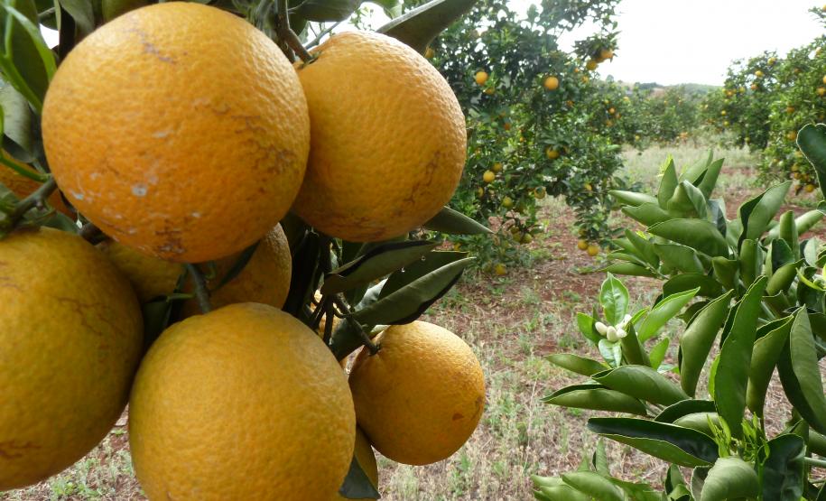 Os produtores de laranjas estão entre os beneficiados com a disponibilização do sistema eletrônico para a emissão de PTV