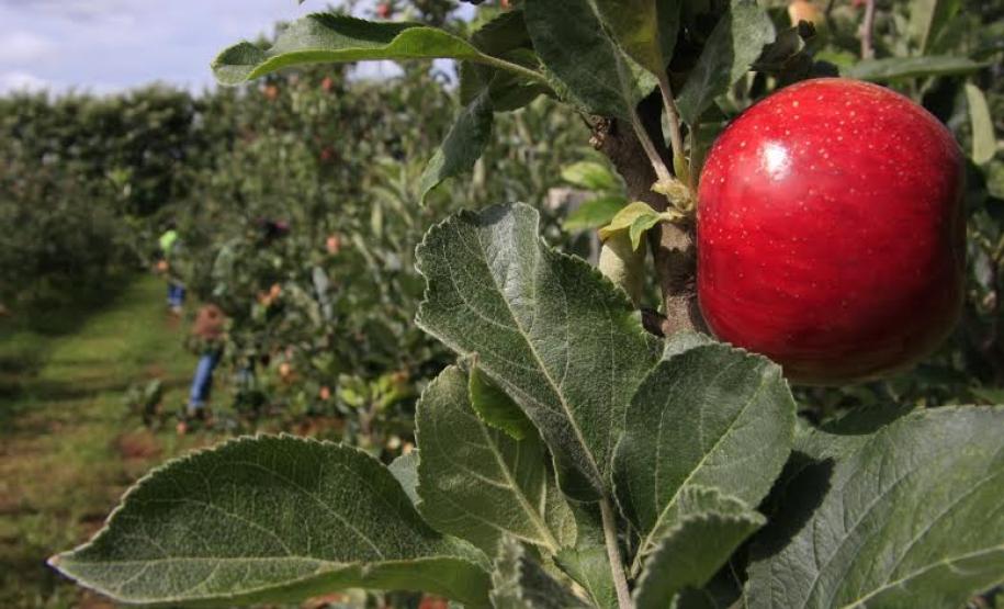 maçãs Os produtores de maçãs estão entre os beneficiados com a disponibilização do sistema eletrônico para a emissão de PTV
