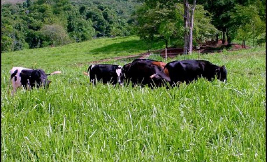 indenização sacrifício por tuberculose Seab estabelece as regras para indenização aos produtores de bovinos e bubalinos que tiverem animais sacrificados por terem contraído tuberculose.