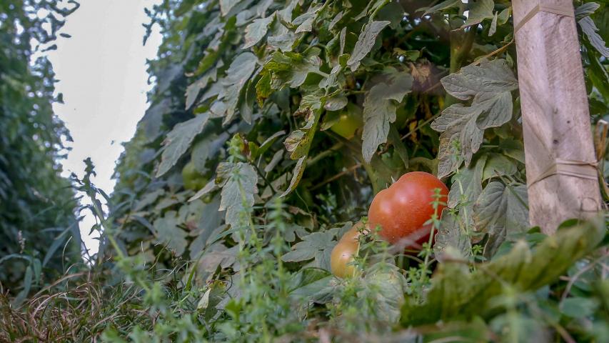 virose_tomate3