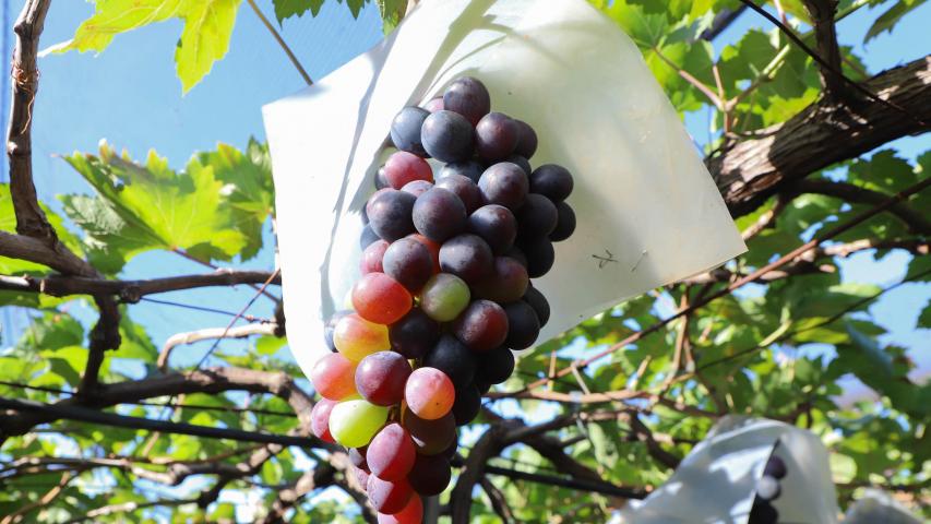 pomares uva_3