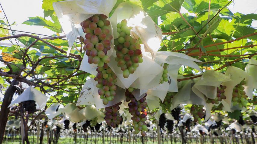 CADASTRO_UVAS