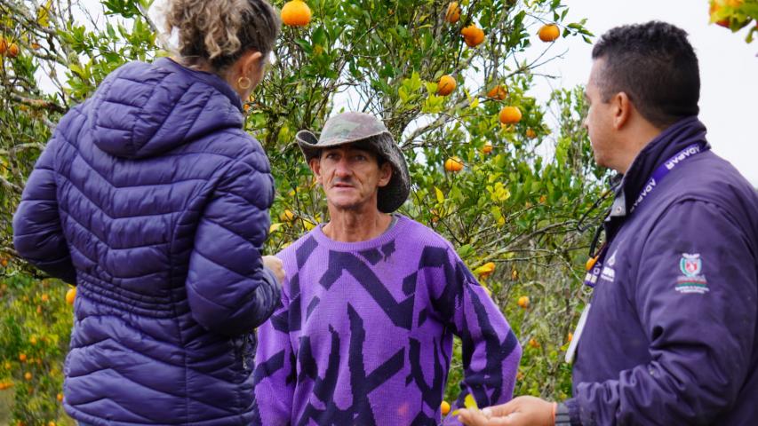 Com a finalidade de proteger os pomares de ponkan em Doutor Ulysses e Cerro Azul, cidades do Vale do Ribeira, na região metropolitana de Curitiba, fiscais da Agência de Defesa Agropecuária do Paraná (Adapar) estão orientando os produtores sobre os cuidados com o greening, principal doença que afeta a citricultura no mundo.