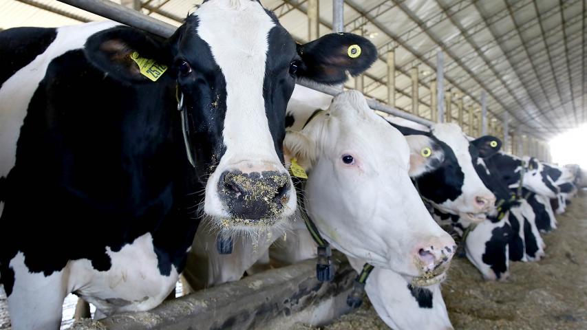 Gado leiteiro. Carambeí, 12/09/2019 Foto: Jaelson Lucas / AEN