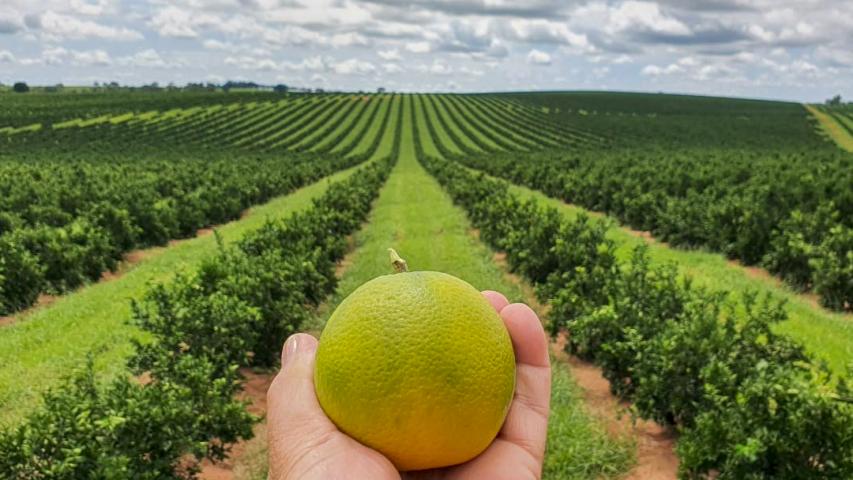 Estado prorroga por 180 dias emergência fitossanitária contra o greening