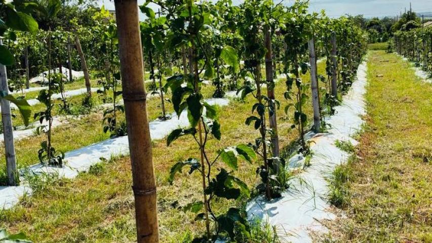 Seagri promove encontro em Cianorte, com destaque para o programa Irriga Paraná