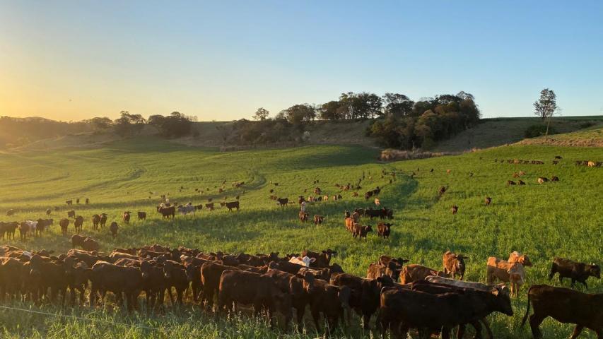Dados da Adapar indicam queda nos focos de brucelose e tuberculose bovina no Paraná