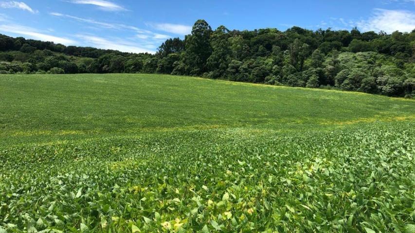 Safra 2025/2026 avança no Paraná com destaque para soja, milho e feijão