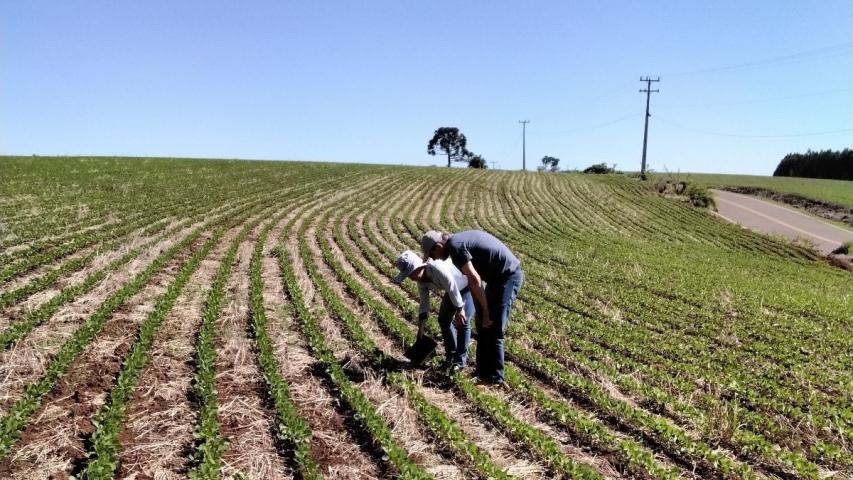 Adapar assina portaria que amplia período de plantio da soja para produção de sementes no Paraná