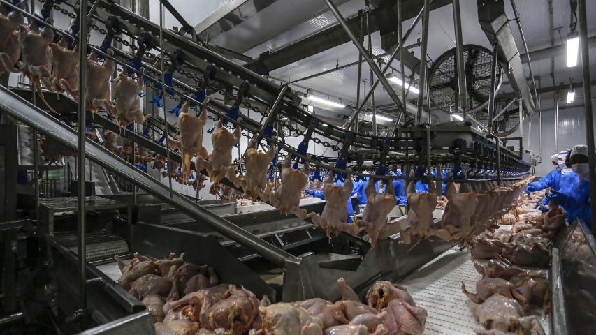 Adapar regulamenta cadastro de empresas para trabalho de inspeção de animais de corte