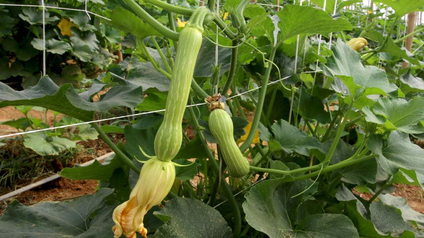 Produção de abobrinha se consolida no Paraná e movimenta mais de R$ 100 milhões