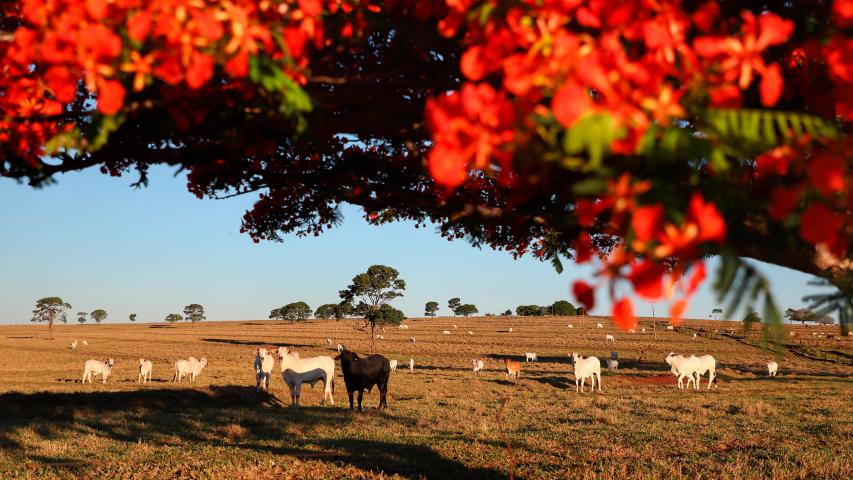 Campanha de Atualização de Rebanhos começa nesta sexta-feira (1º)
