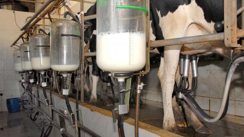 Cenário atual projeta aumento na remuneração do leite no Paraná, aponta Deral 
