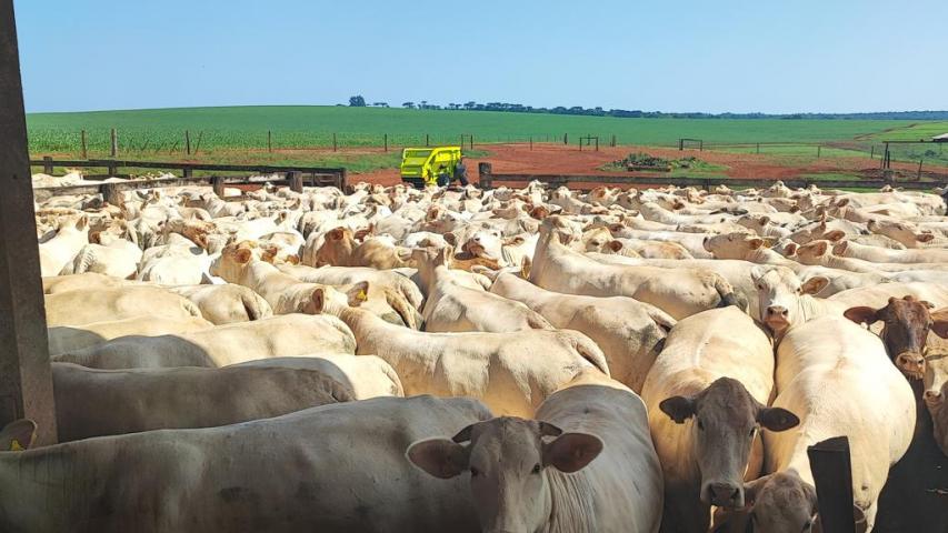 Mais de 28 mil propriedades atualizaram os dados de seus animais nas primeiras duas semanas da Campanha de Atualização de Rebanhos