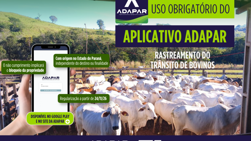 Em nova portaria, Adapar regulamenta aplicativo obrigatório para rastreamento do trânsito de bovinos no Paraná