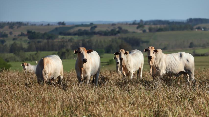 Campanha de Atualização de Rebanhos chega a 47,7% das propriedades regularizadas no primeiro mês.